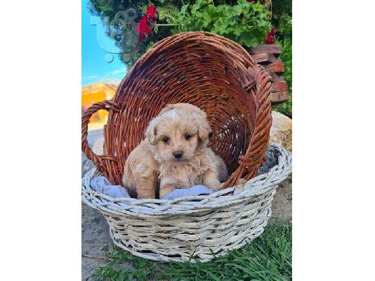 Κουτάβια Maltipoo